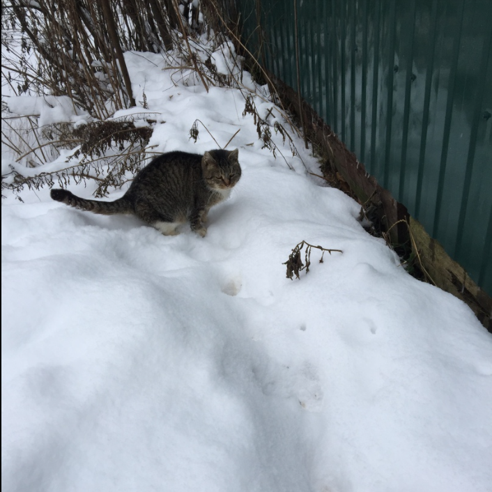 Report on feeding cats abandoned in gardening. February 2. The temperature is minus 4. And it's snowing again. 26 days until spring - My, cat, Cold, Hunger, Winter, Gardening, Homeless animals, Longpost