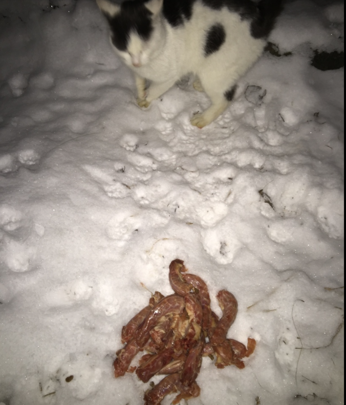 Report on feeding cats abandoned in gardening. February 2. The temperature is minus 4. And it's snowing again. 26 days until spring - My, cat, Cold, Hunger, Winter, Gardening, Homeless animals, Longpost