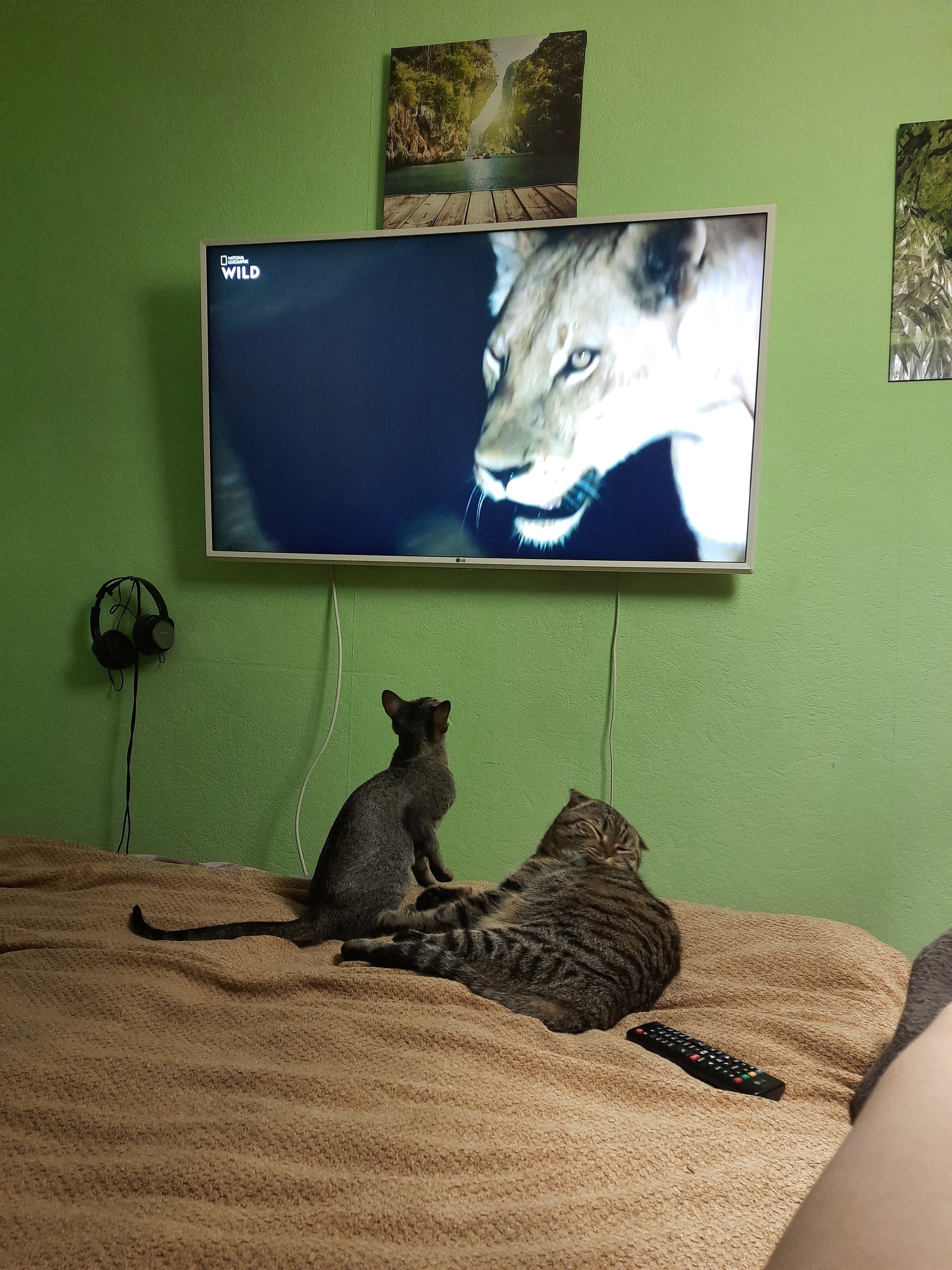 Predator - My, cat, Oriental cats, TV set, Longpost