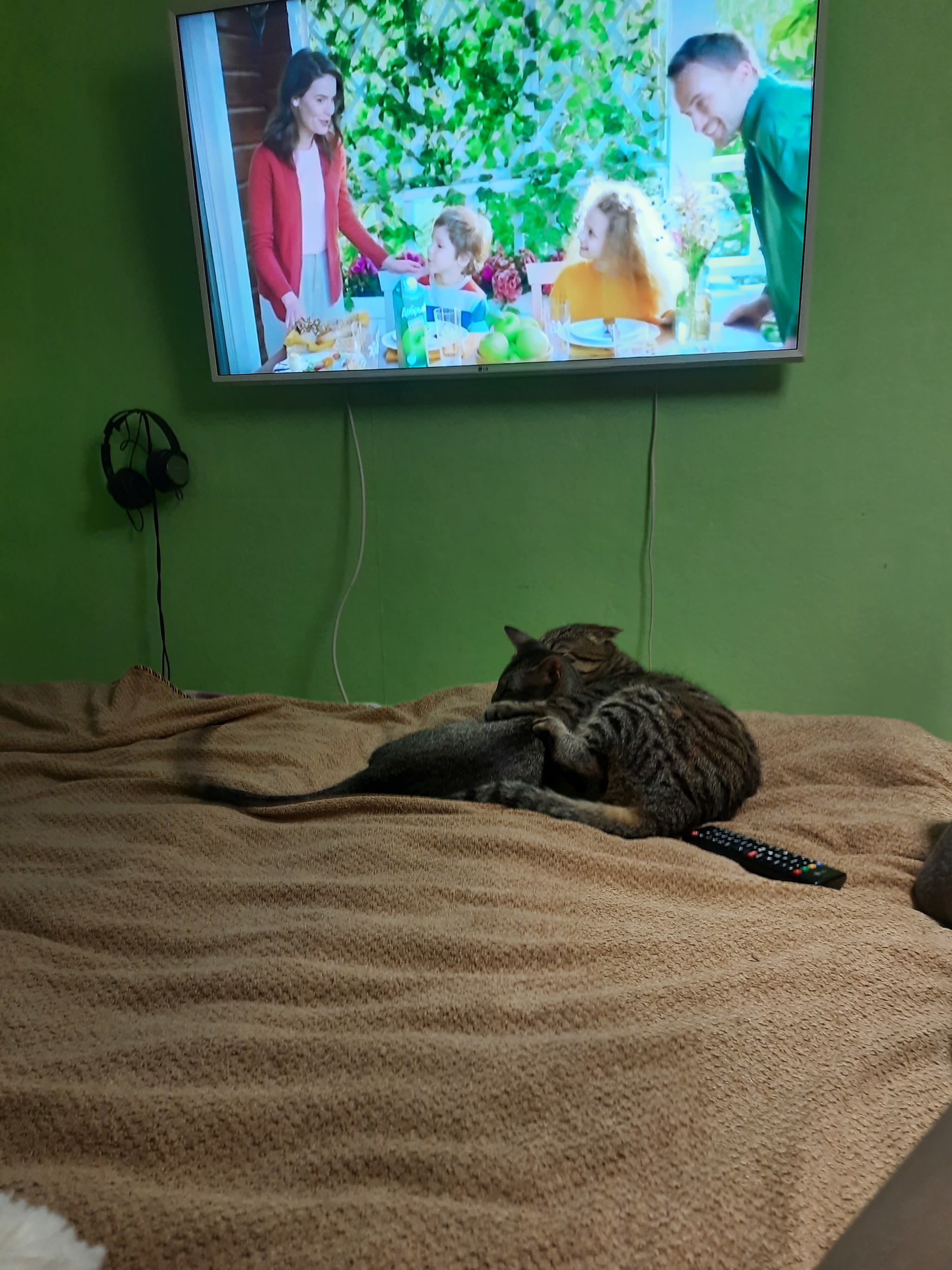 Predator - My, cat, Oriental cats, TV set, Longpost