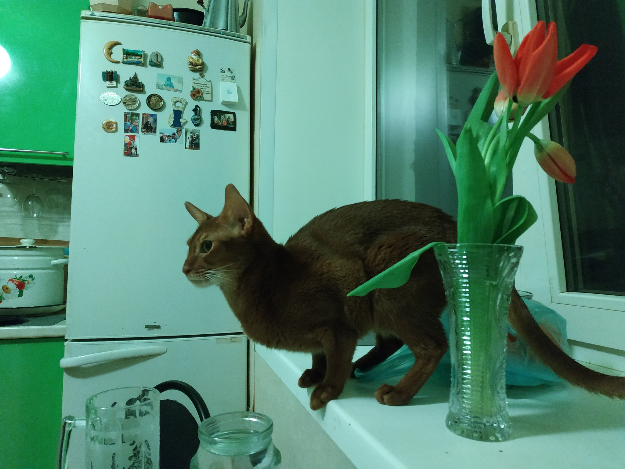 Abik was taken at two years old. Two more years - the flight is normal. Even wonderful - My, Abyssinian cat, cat, Upbringing, Longpost