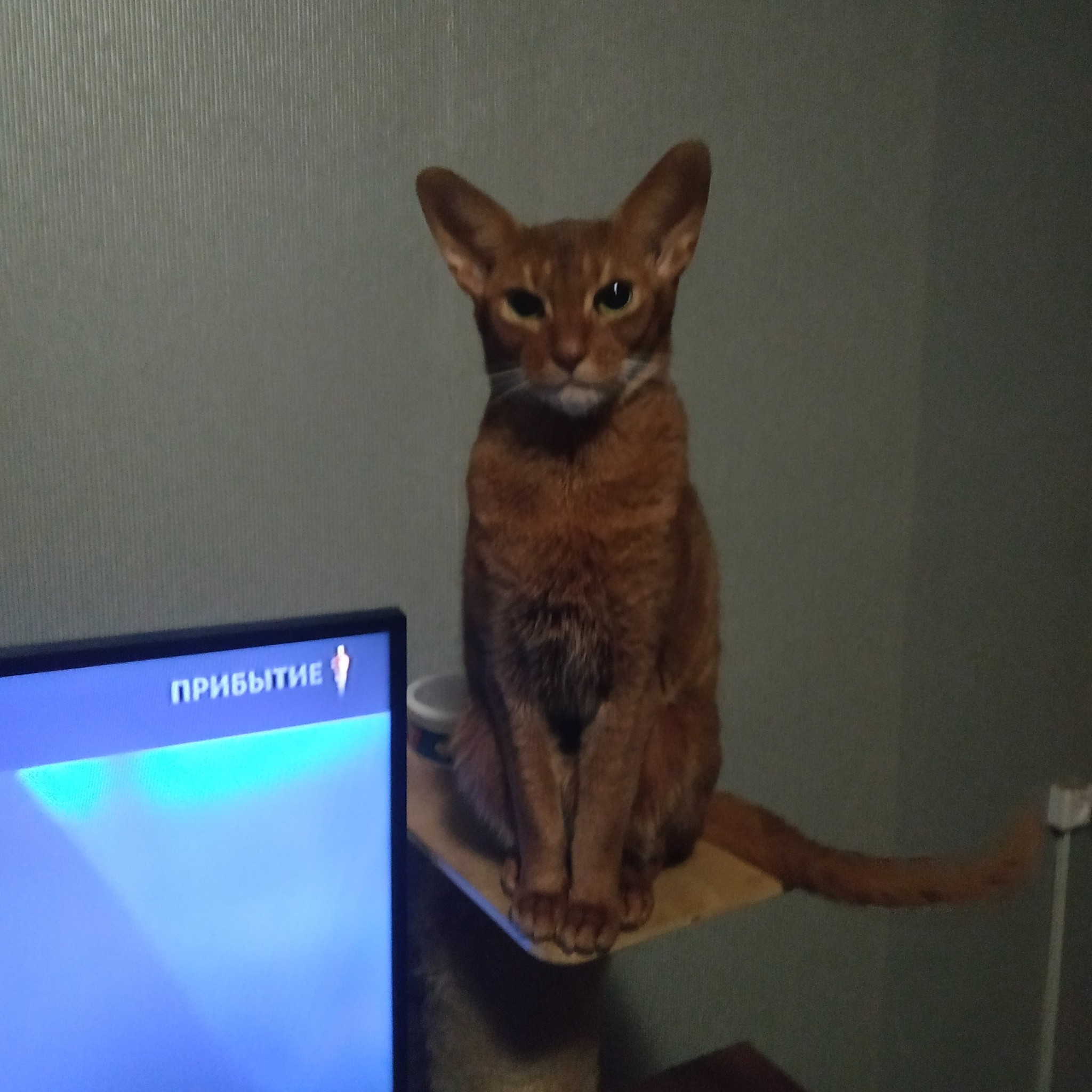 Abik was taken at two years old. Two more years - the flight is normal. Even wonderful - My, Abyssinian cat, cat, Upbringing, Longpost