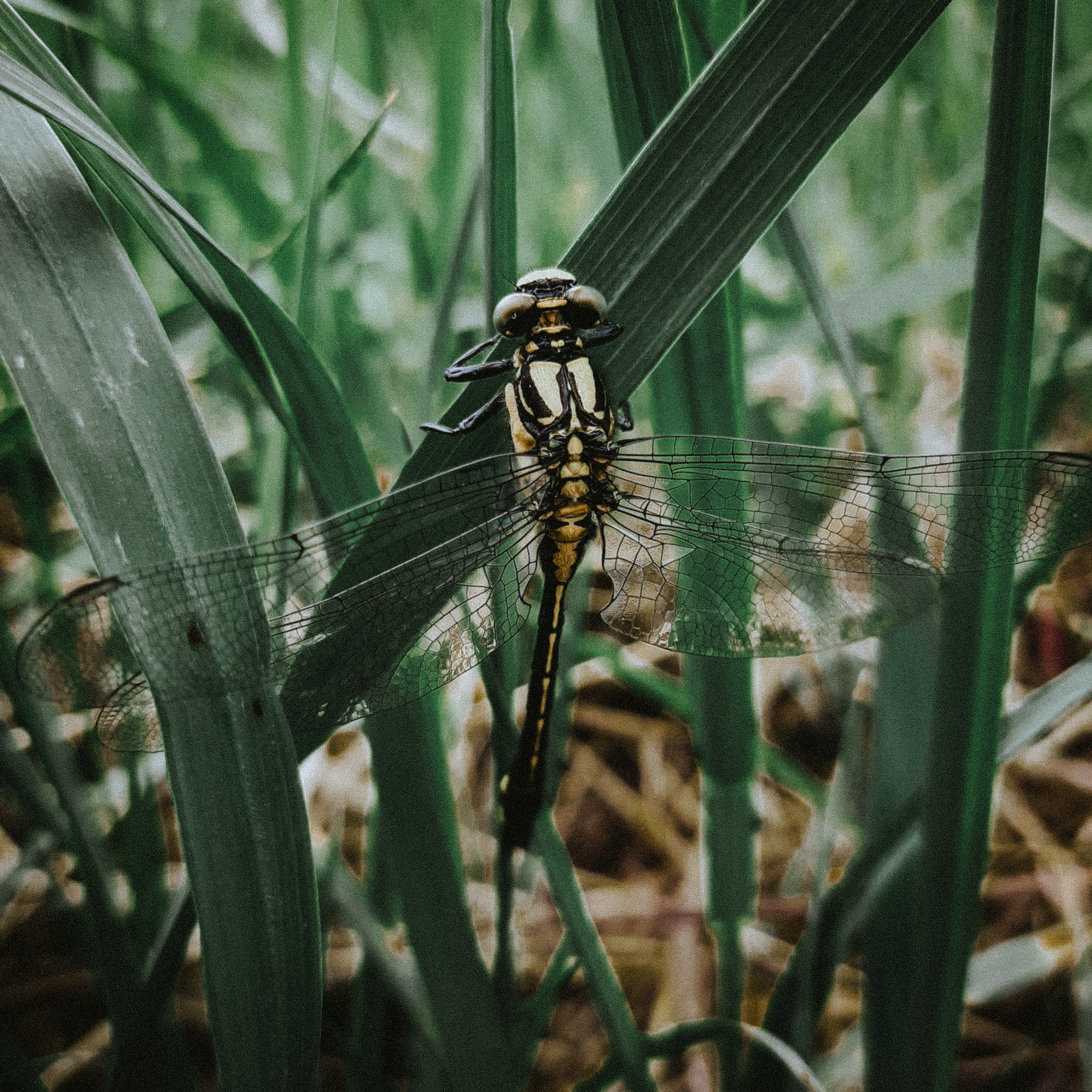 Dragonfly - My, Dragonfly, Macro photography, The photo, Mobile photography, Nature, Hot, Beginning photographer, Green, Insects, Interesting