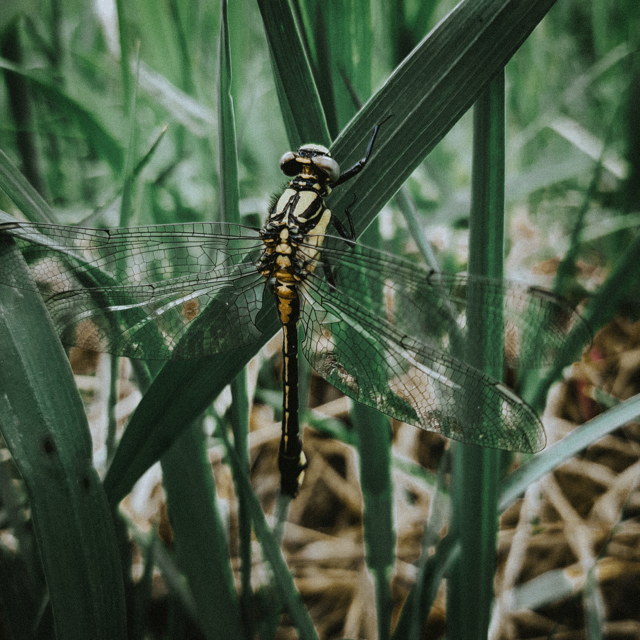 Dragonfly - My, Dragonfly, Macro photography, The photo, Mobile photography, Nature, Hot, Beginning photographer, Green, Insects, Interesting