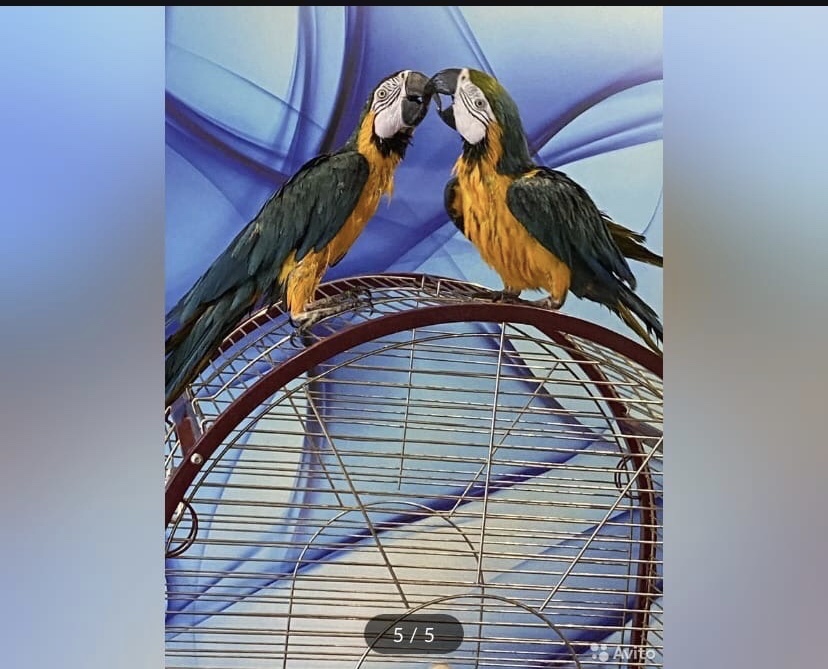 Advertisement for the sale of a parrot - A parrot, Avito, Screenshot, Humor, Longpost