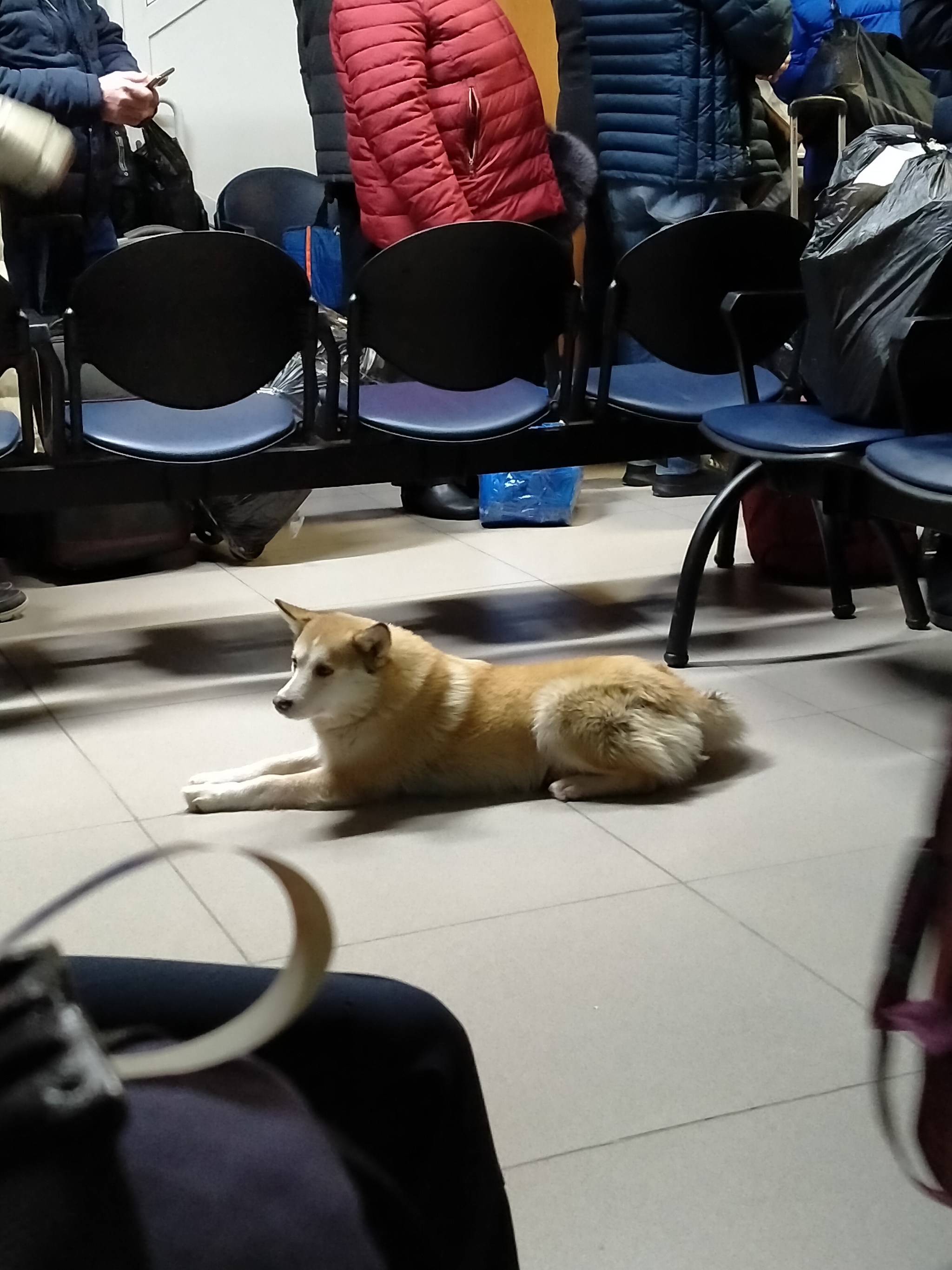 Inspects luggage for undeclared sausages - Dog, Customs, Inspection, Aviation