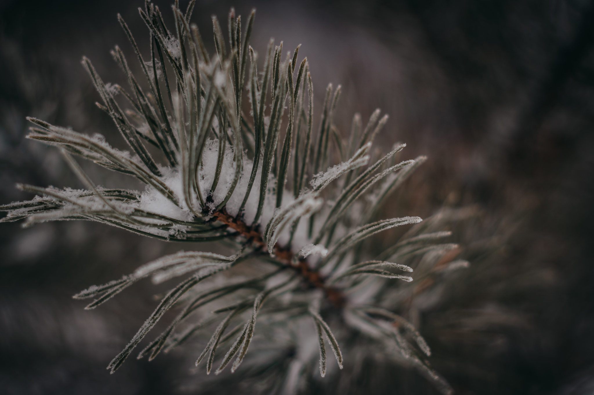 Forest tired of winter - My, The photo, Winter, Forest, Snow, Nature, Longpost