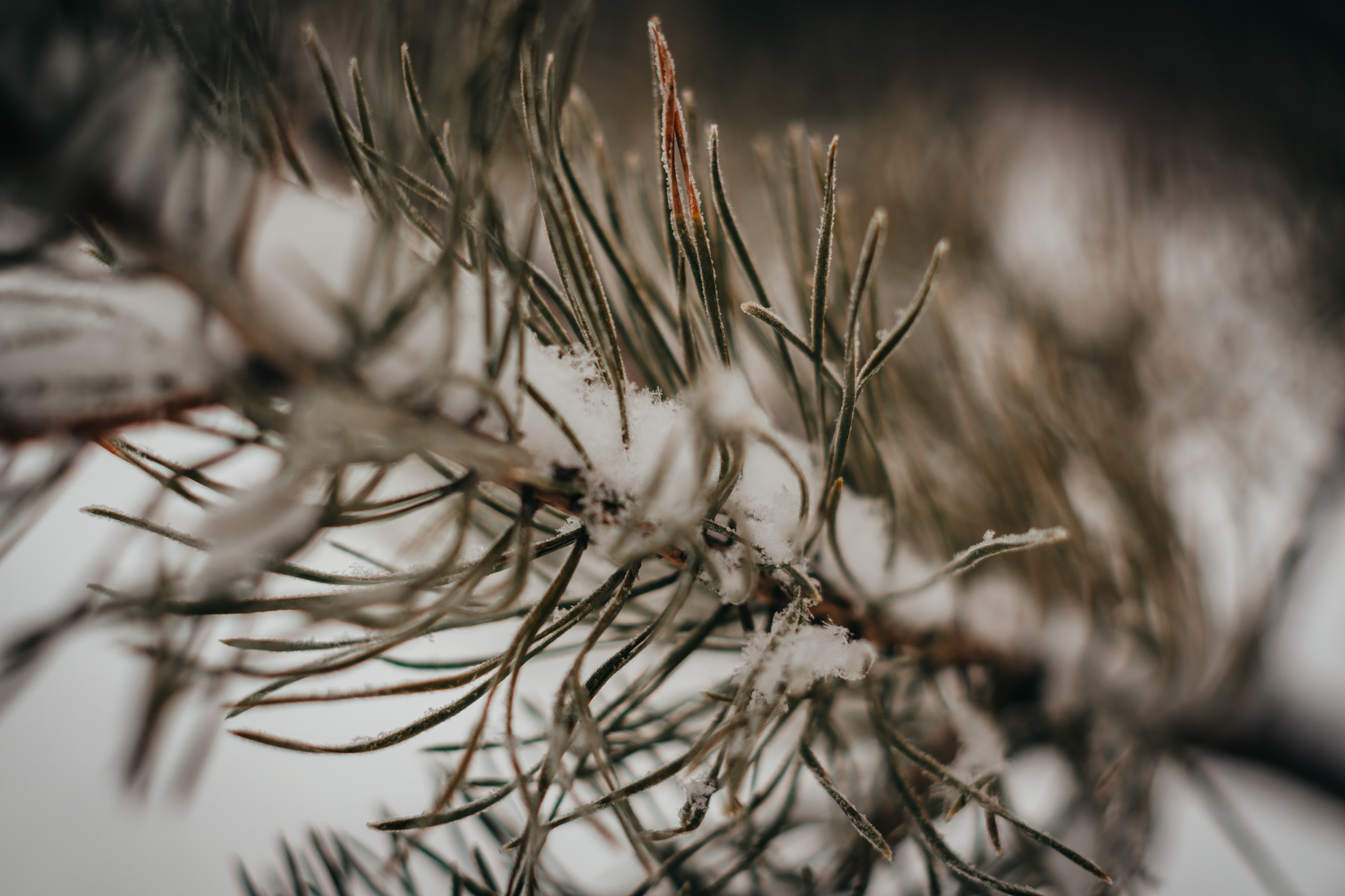 Forest tired of winter - My, The photo, Winter, Forest, Snow, Nature, Longpost