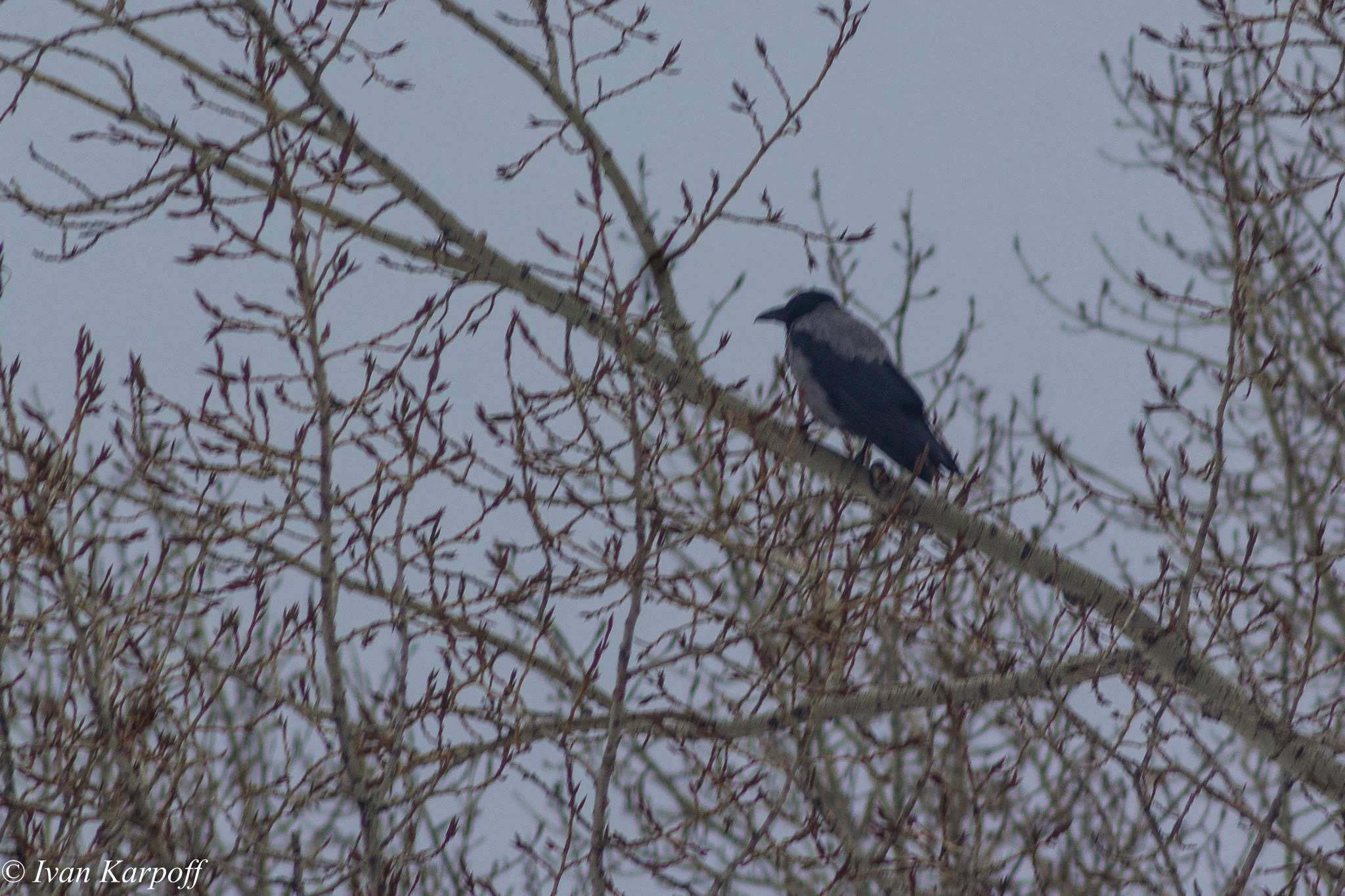 Birds from the apartment window - My, Birds, The photo, Photographer, Winter, Altai region