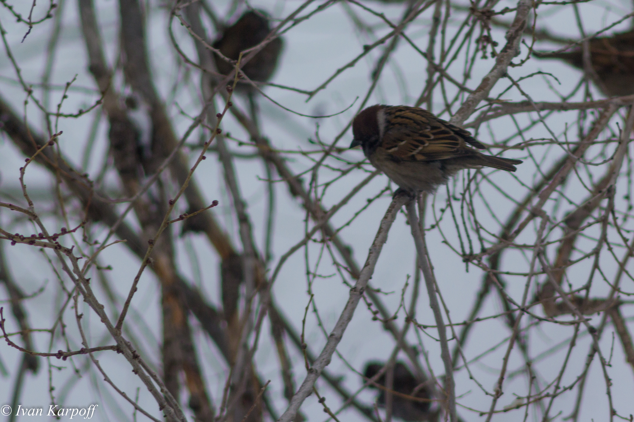 Birds from the apartment window - My, Birds, The photo, Photographer, Winter, Altai region