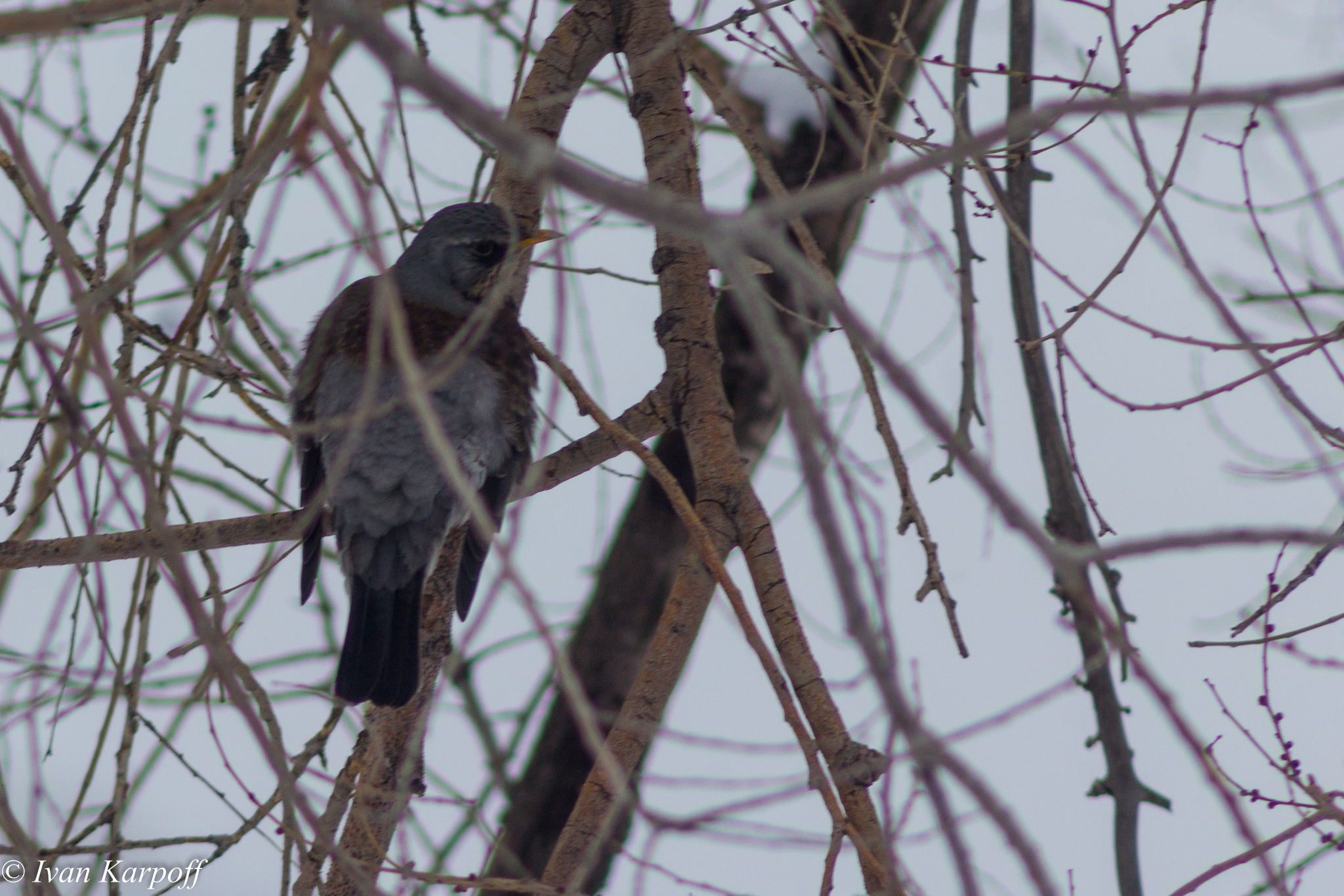 Birds from the apartment window - My, Birds, The photo, Photographer, Winter, Altai region