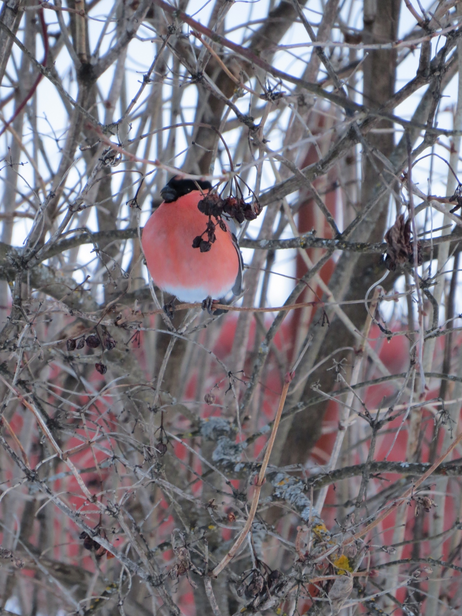 Bullfinches - My, Bullfinches, Birds, Village, Winter, Milota, The photo