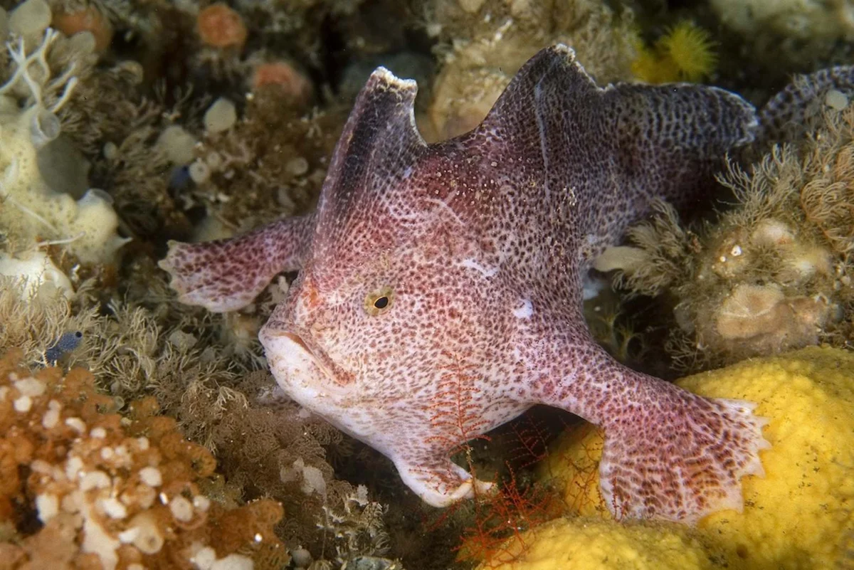 Spadefish: Upgraded fins to full legs. A clear example of fish evolution - A fish, Shovelfish, Animals, Yandex Zen, Longpost