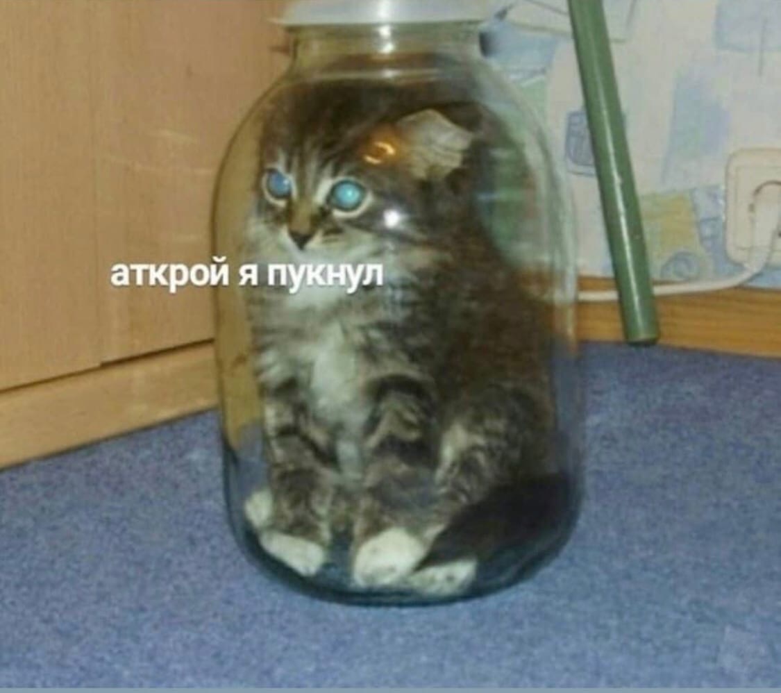 A moment of degradation - cat, Memes, Degradation