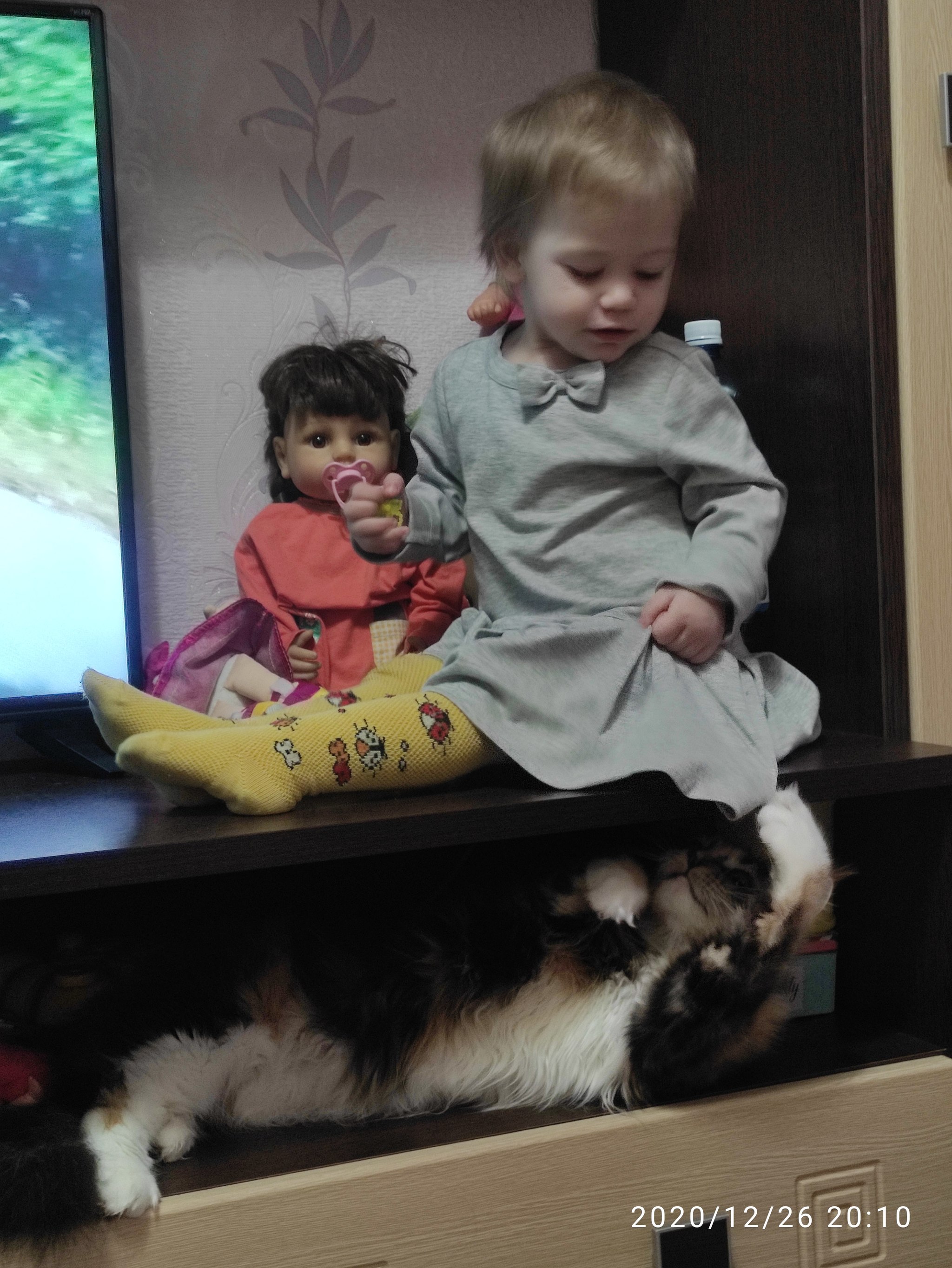 A little about the harsh character of the Maine Coon - My, cat, Maine Coon, The photo, friendship, Children, Longpost