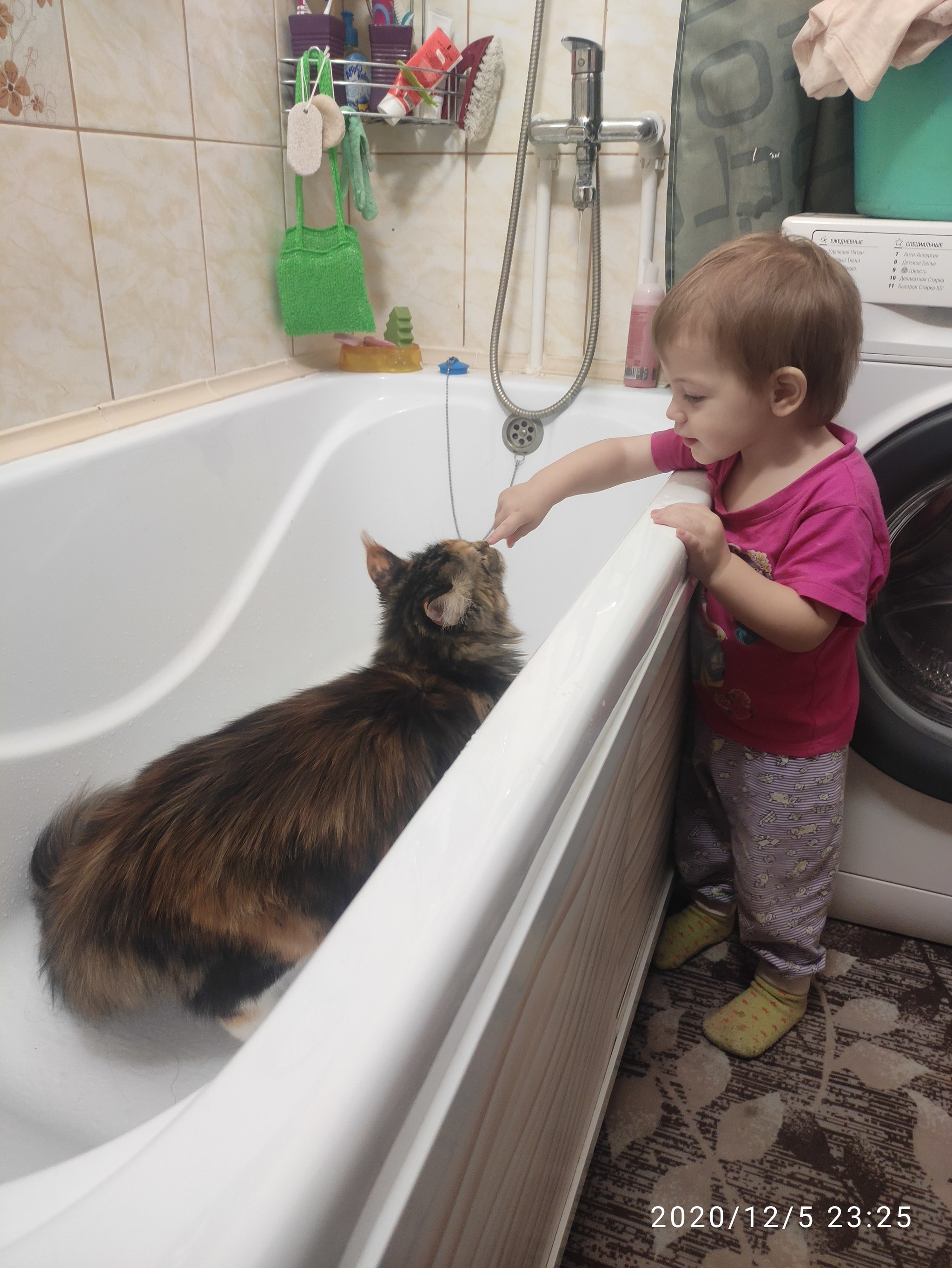 A little about the harsh character of the Maine Coon - My, cat, Maine Coon, The photo, friendship, Children, Longpost