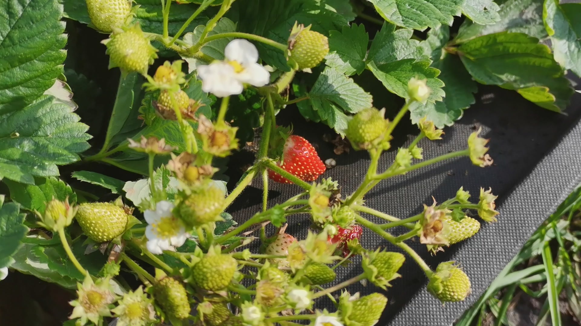 What to sow in February for seedlings. Vegetables, berries and flowers - My, Seeds, Overview, Sowing, February, Onion, Berries, Pepper, Tomatoes, Garden, Garden, Video, Longpost