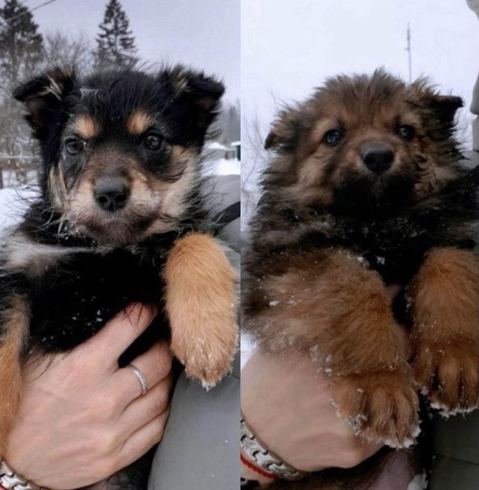 Two puppies are looking for a home. Moscow region Odintsovo district - In good hands, No rating, Moscow region, Puppies, Dog