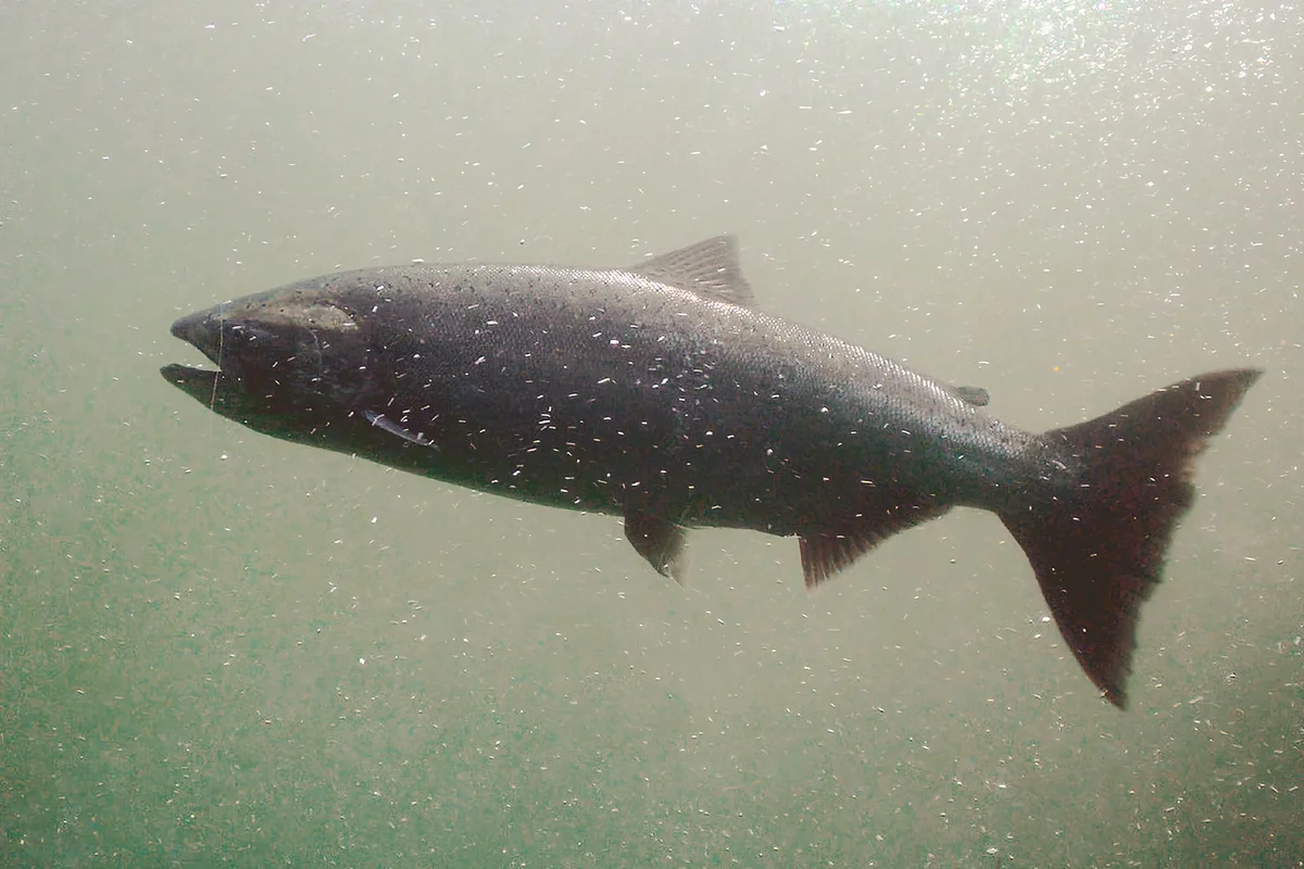 How Chinook salmon live: several features from the life of king salmon - Animals, A fish, Chinook salmon, Yandex Zen, Longpost