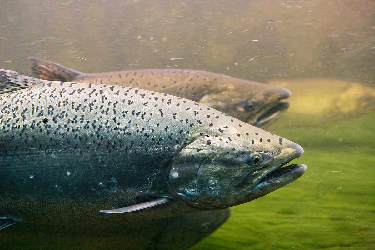 How Chinook salmon live: several features from the life of king salmon - Animals, A fish, Chinook salmon, Yandex Zen, Longpost