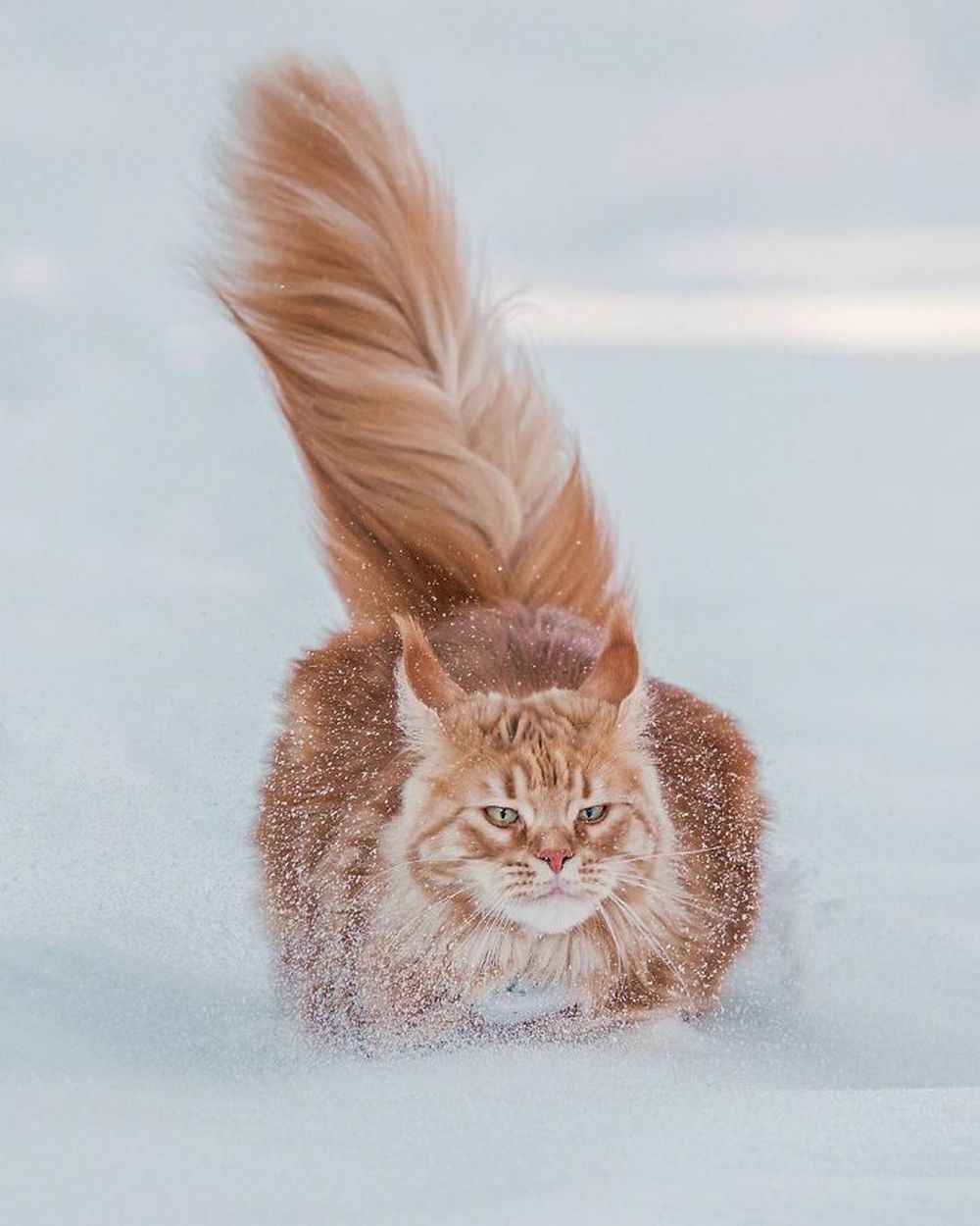 Snow sprint... - cat, Mood, Winter, Redheads