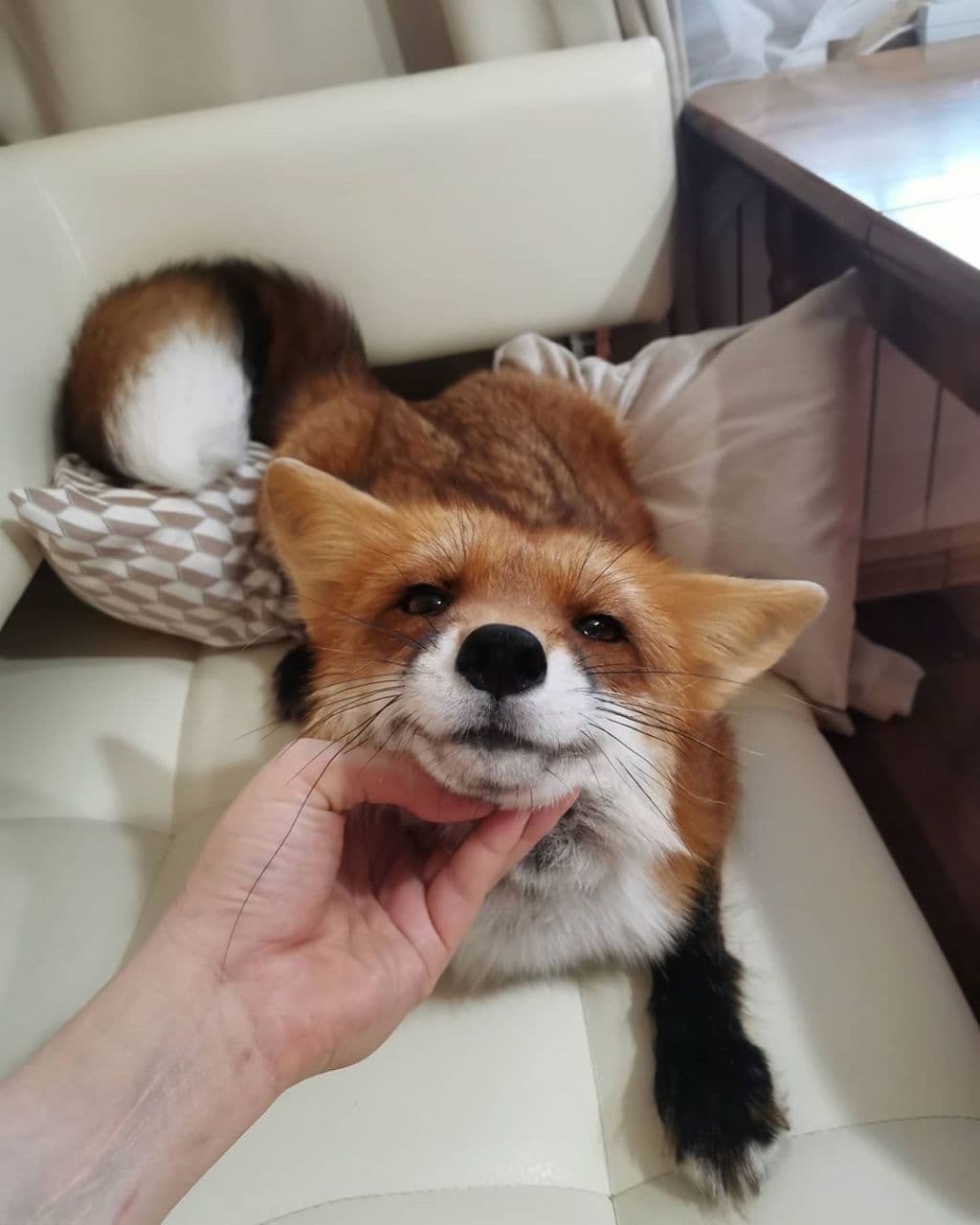 Satisfied fox face - Fox, Animals, Pets, Smile