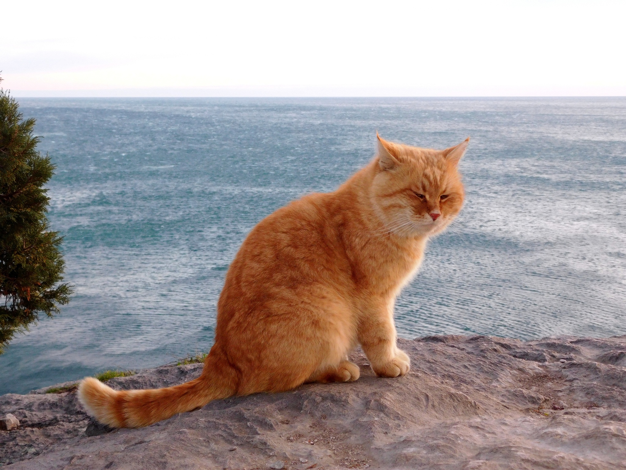 Seals - cat, Sea, The photo, Longpost