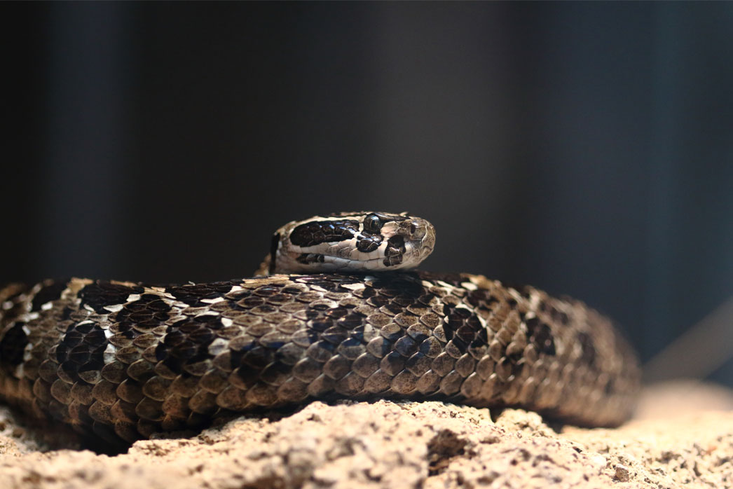 Crotalus polystictus. Хладнокровные. Хладнокровное животное.