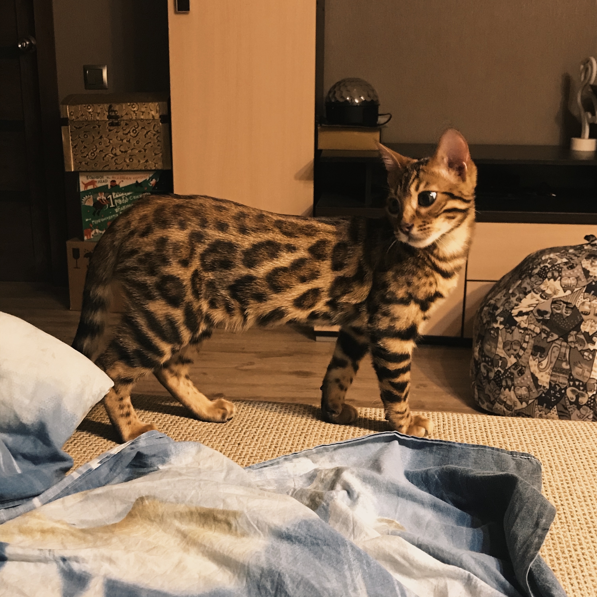 Bengal cat - My, Bengal cat, cat, Longpost