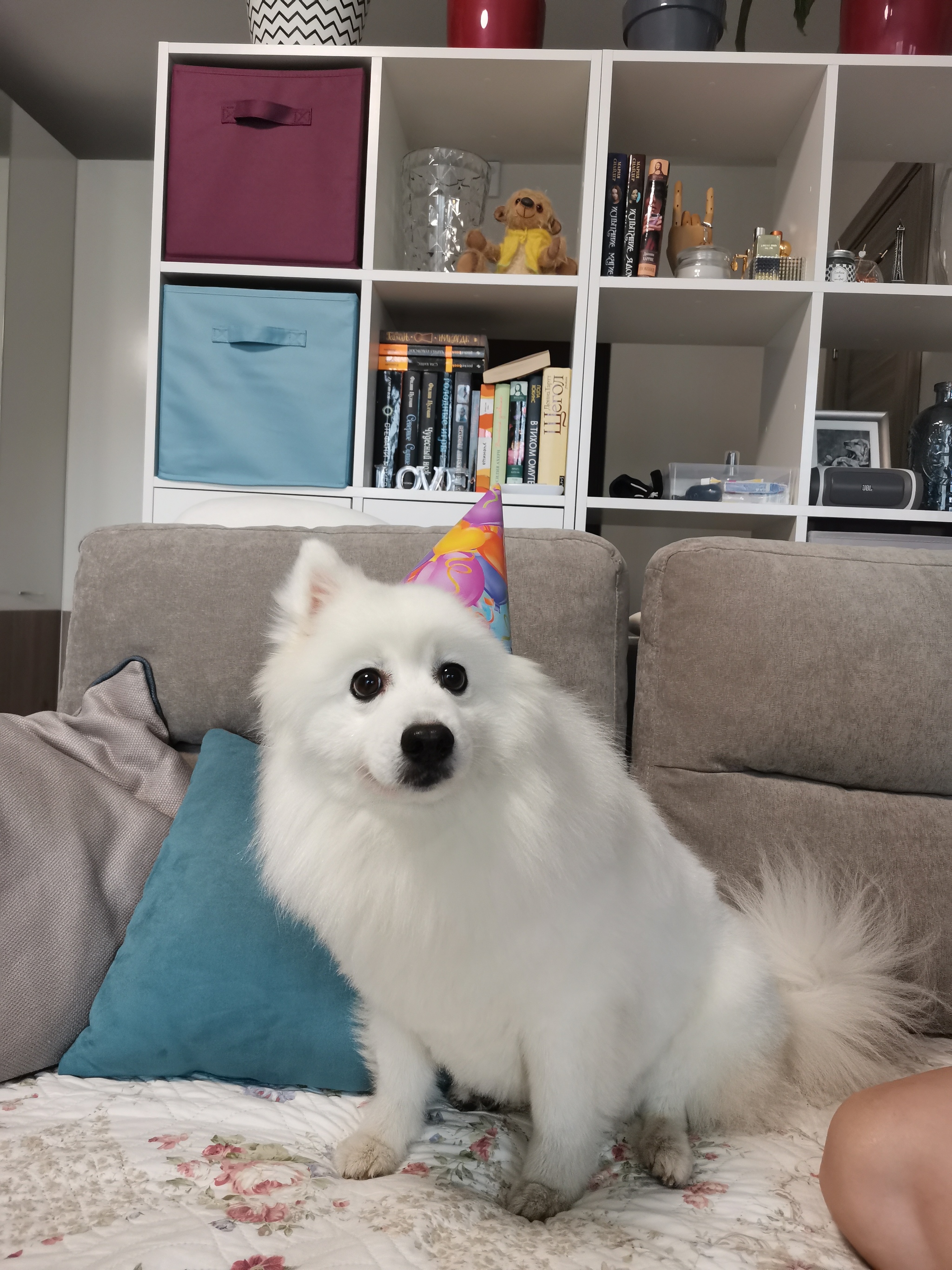 There are cats everywhere, here's a dog and it's his birthday - My, Japanese Spitz, Dog, Birthday