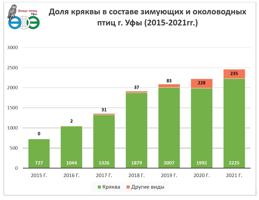 Results of winter surveys Grey Neck 2021 in Ufa - My, January, Birds, Mallard duck, Waterfowl, gray neck, Winter, 2021, Seagulls, Atlas, Outcomes, Longpost