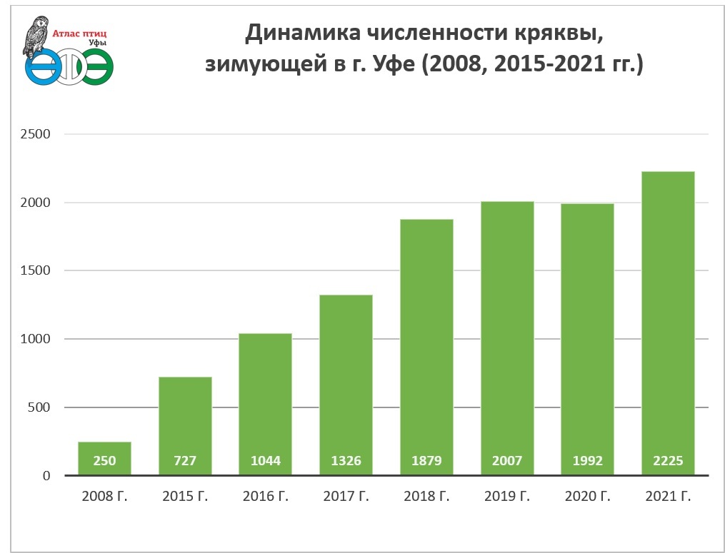 Results of winter surveys Grey Neck 2021 in Ufa - My, January, Birds, Mallard duck, Waterfowl, gray neck, Winter, 2021, Seagulls, Atlas, Outcomes, Longpost