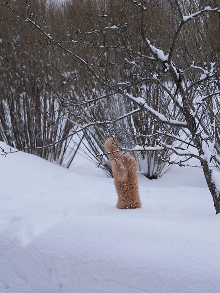 Went beautifully - The photo, cat, Longpost