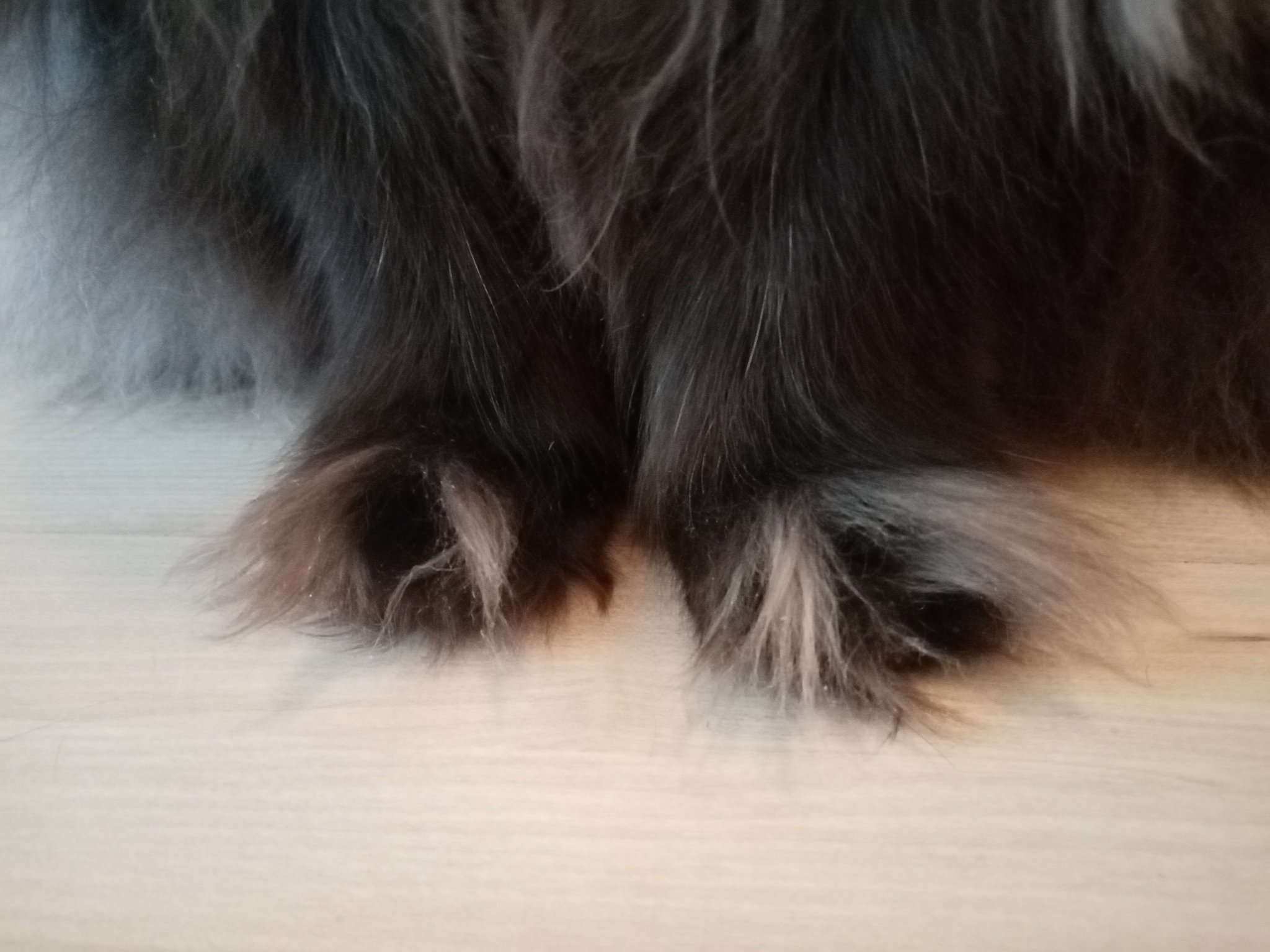 Paws - cat, Paws, Wool