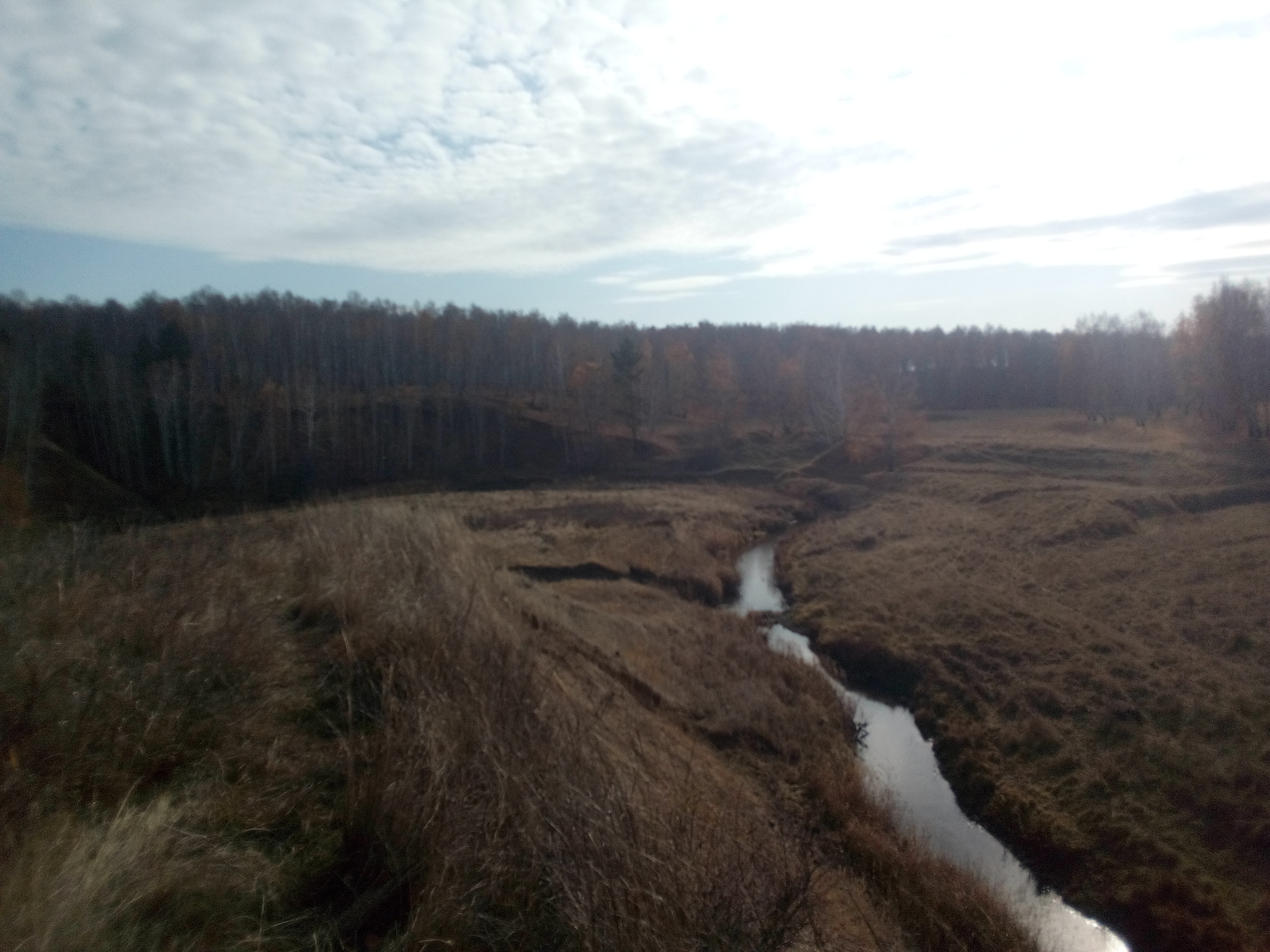 About beavers - My, Beavers, Poachers, Nature, Fools, Longpost