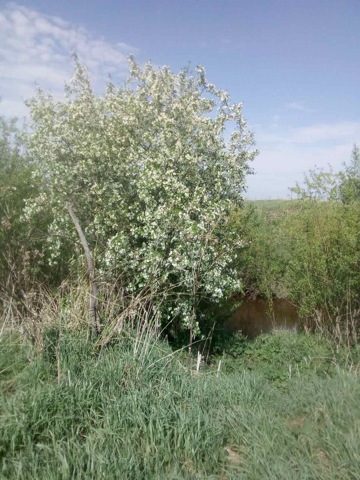 About beavers - My, Beavers, Poachers, Nature, Fools, Longpost