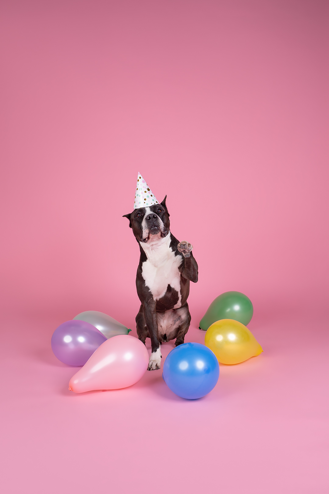 Reply to the post “There are cats everywhere, here’s a dog and it’s his birthday” - My, Dog, Birthday, Amstaff, PHOTOSESSION, Reply to post, Longpost