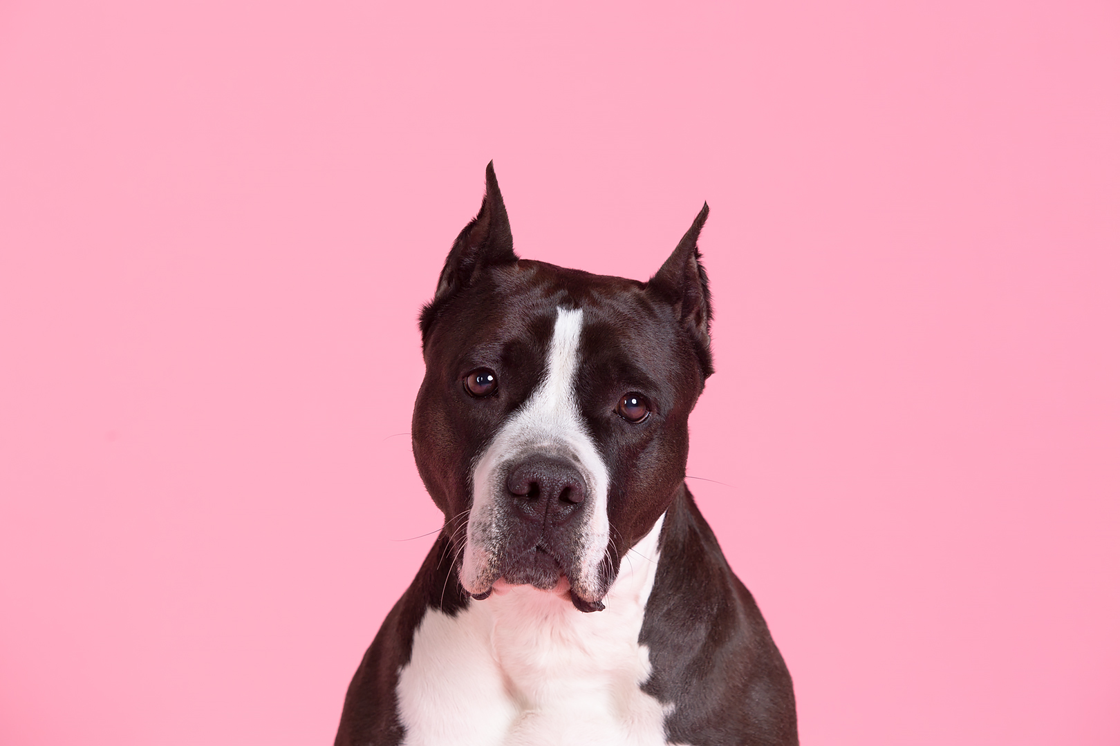 Reply to the post “There are cats everywhere, here’s a dog and it’s his birthday” - My, Dog, Birthday, Amstaff, PHOTOSESSION, Reply to post, Longpost