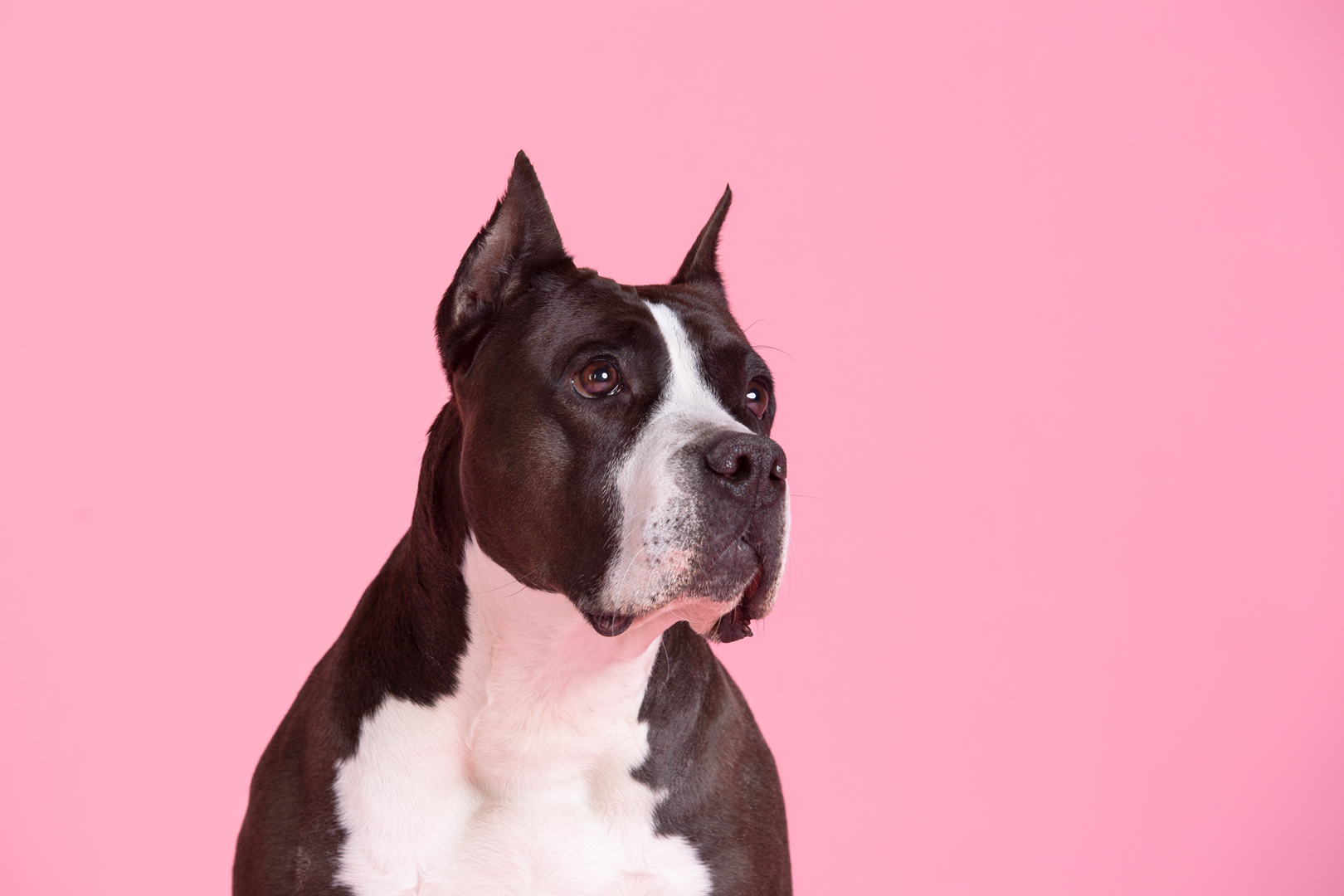 Reply to the post “There are cats everywhere, here’s a dog and it’s his birthday” - My, Dog, Birthday, Amstaff, PHOTOSESSION, Reply to post, Longpost