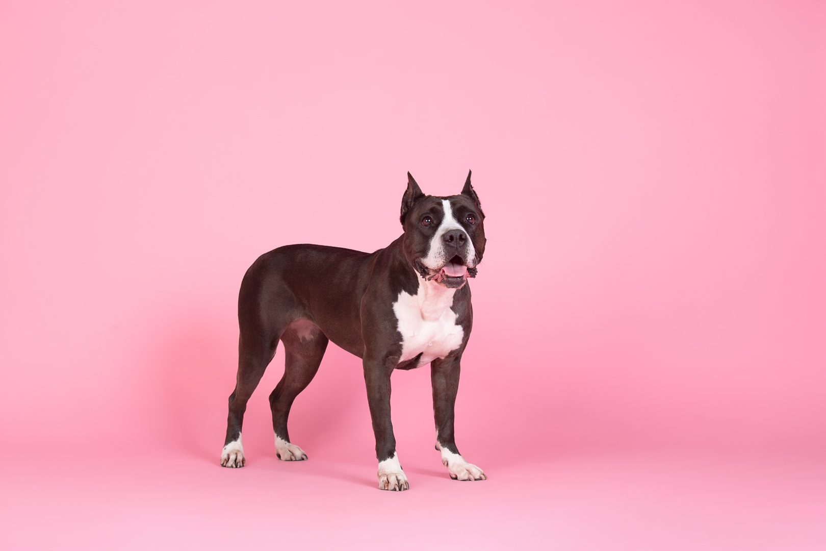 Reply to the post “There are cats everywhere, here’s a dog and it’s his birthday” - My, Dog, Birthday, Amstaff, PHOTOSESSION, Reply to post, Longpost