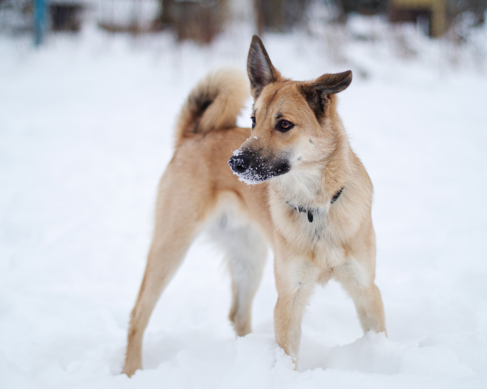 Barney is looking for a home! - My, Moscow, No rating, Dog, In good hands, Pets, Kindness, Puppies, Longpost