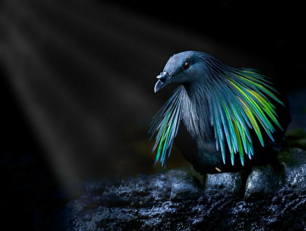 Maned Pigeon: An unexpected relative of the dodo with a magnificent mane. Will it suffer the same fate as its extinct relative? - Pigeon, Birds, Longpost