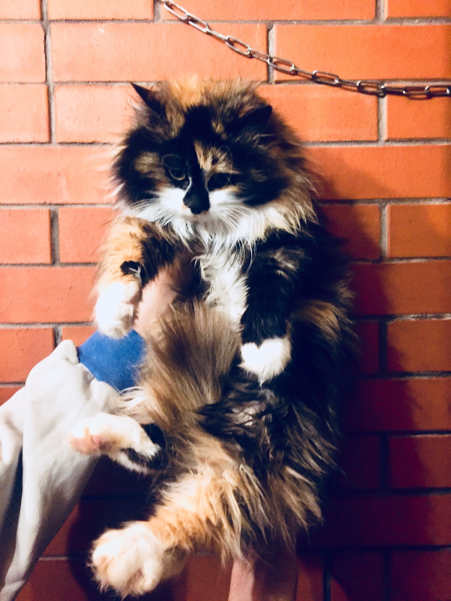 Continuation of the post “Tri-colored affectionate cat is looking for her home. They dropped me off at the company. St. Petersburg and Leningrad region - My, cat, Saint Petersburg, Leningrad region, Reply to post, Longpost