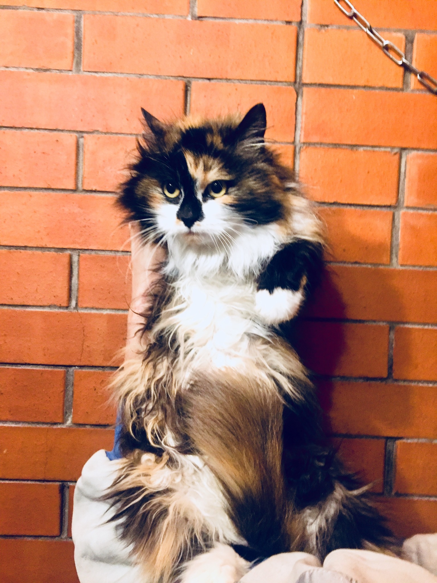 Continuation of the post “Tri-colored affectionate cat is looking for her home. They dropped me off at the company. St. Petersburg and Leningrad region - My, cat, Saint Petersburg, Leningrad region, Reply to post, Longpost