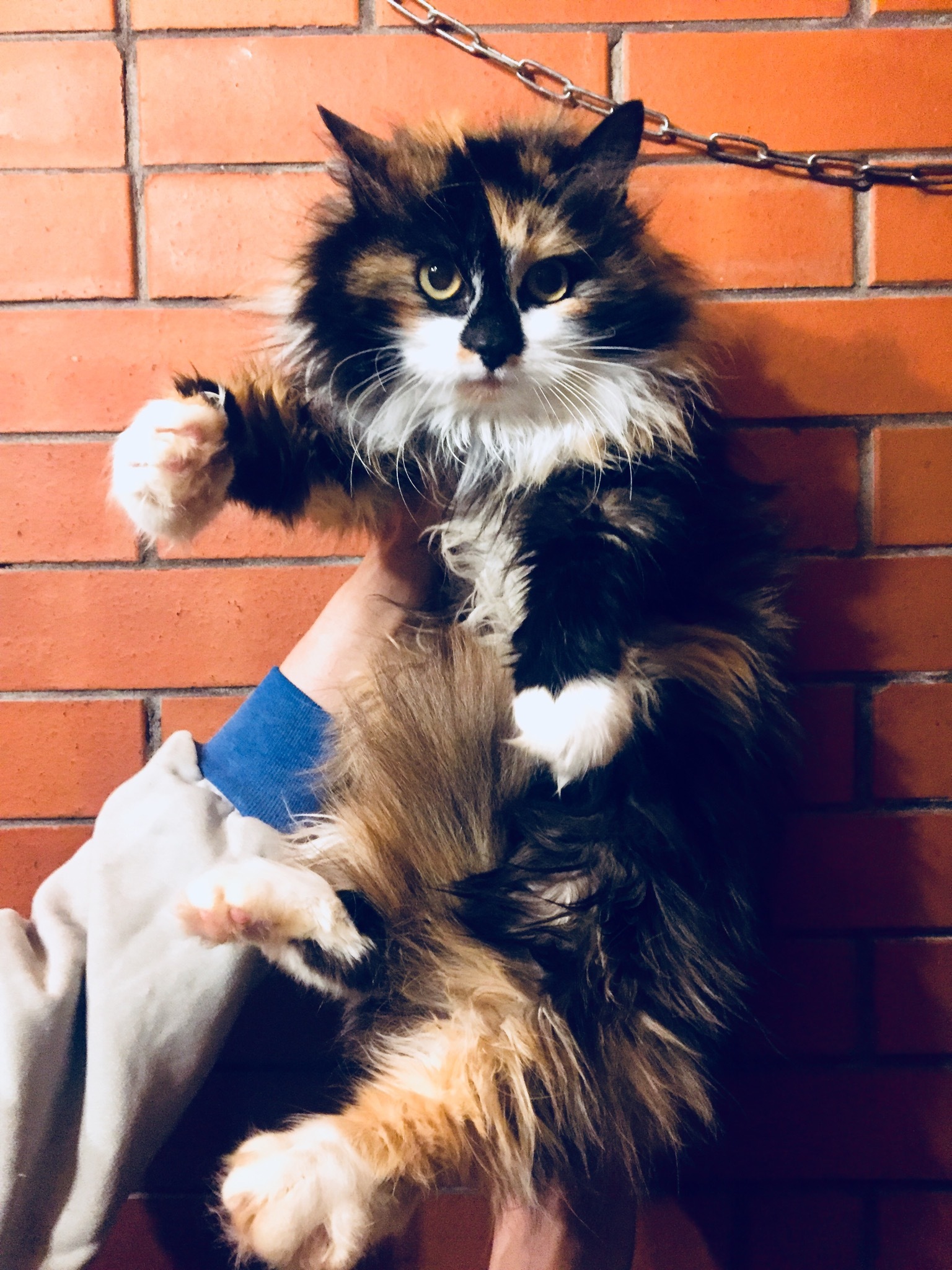 Continuation of the post “Tri-colored affectionate cat is looking for her home. They dropped me off at the company. St. Petersburg and Leningrad region - My, cat, Saint Petersburg, Leningrad region, Reply to post, Longpost