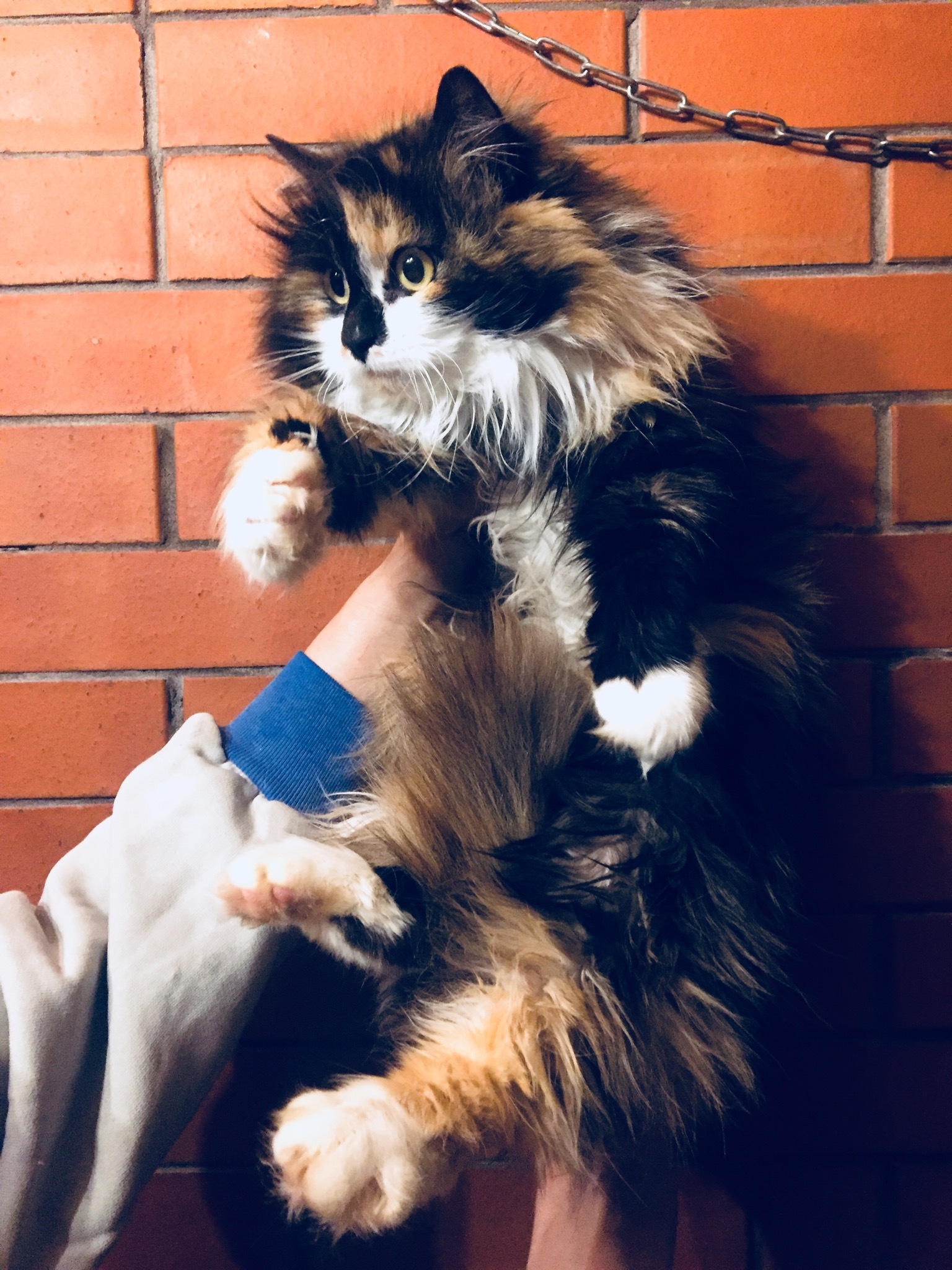 Continuation of the post “Tri-colored affectionate cat is looking for her home. They dropped me off at the company. St. Petersburg and Leningrad region - My, cat, Saint Petersburg, Leningrad region, Reply to post, Longpost