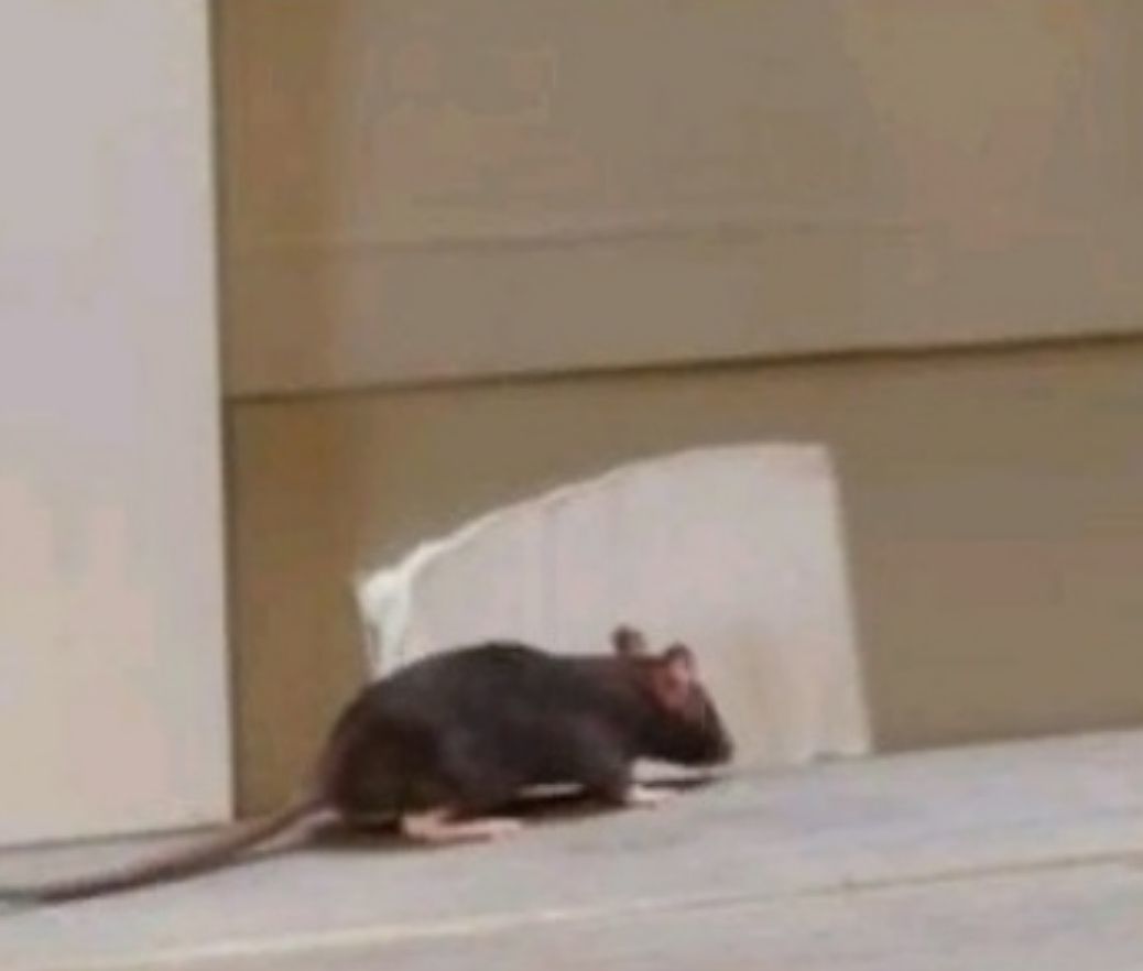 Tragedy in 3 acts - Rat, The photo, Humor, Longpost