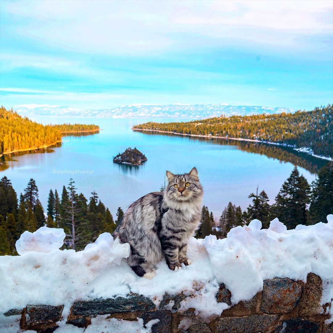 Пушистый трэвел блогер - Кот, Фотография, Природа, Длиннопост