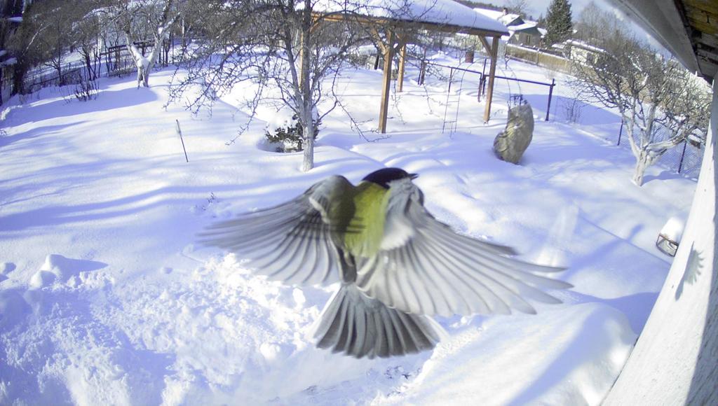 The winter wildlife is beautiful! - My, Tit, Winter, IP Camera, Birds, Snow, Dacha