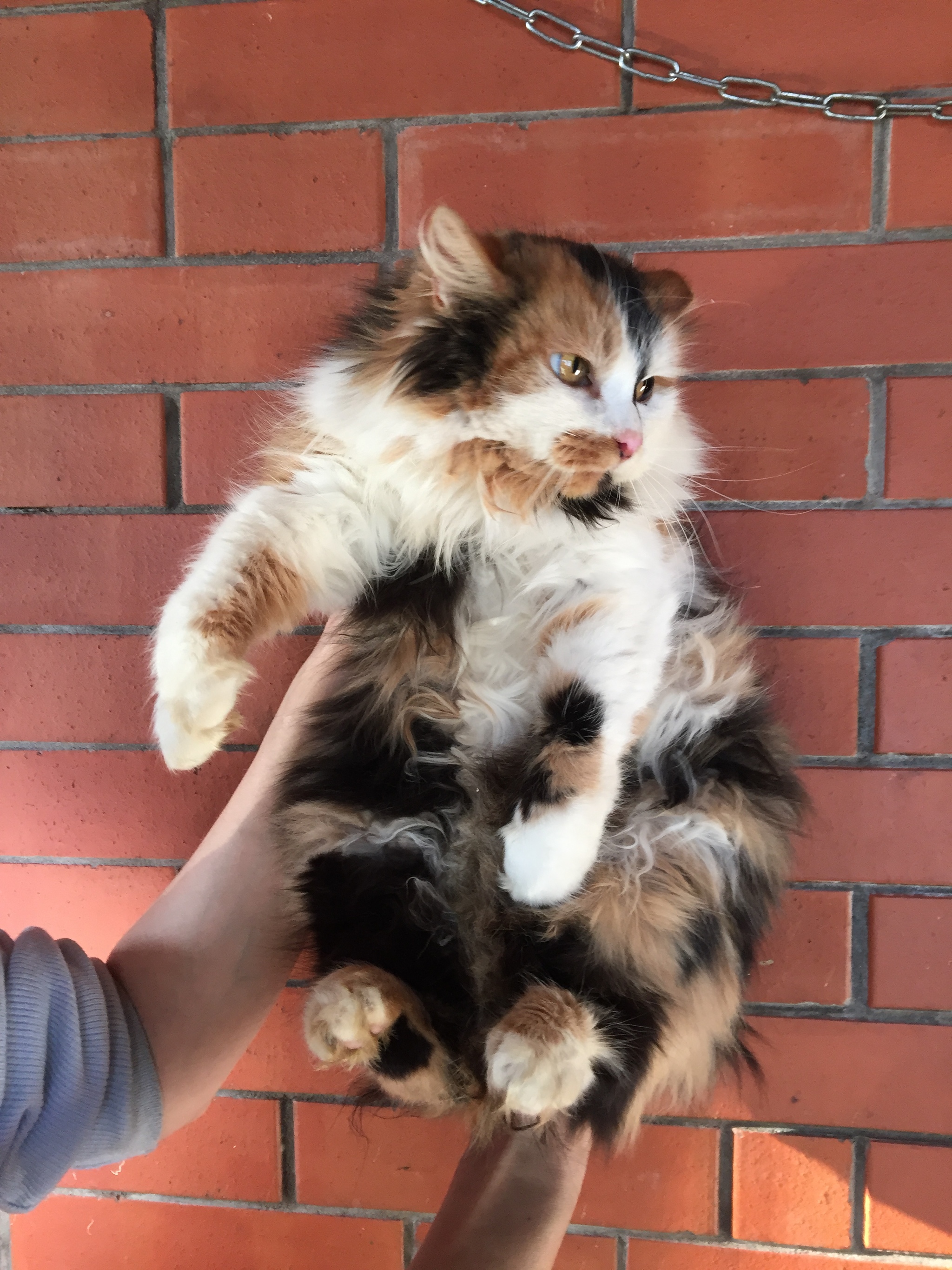 Winter gardening tricolor plush cat looking for a home. St. Petersburg and Leningrad region - My, cat, In good hands, Saint Petersburg, Leningrad region, No rating, Longpost